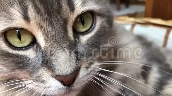 一只灰色的猫的特写视频的预览图