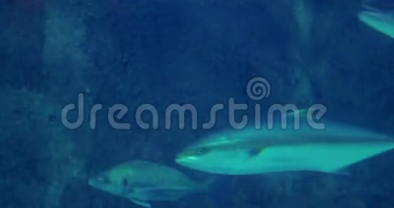 鱼在水族馆的鱼缸里游泳视频的预览图