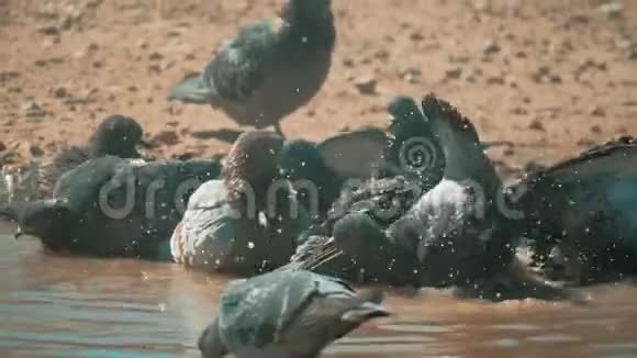 都市鸽子在运动雨后沐浴在水坑里鸽子在水坑里洗澡生活方式夏天慢热视频的预览图