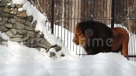 动物园非洲狮子画像视频的预览图