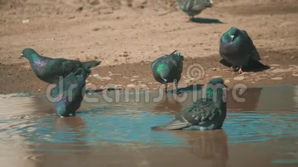 都市鸽子在运动雨后沐浴在水坑里鸽子在水中的水坑里洗澡夏天慢动作视频的预览图