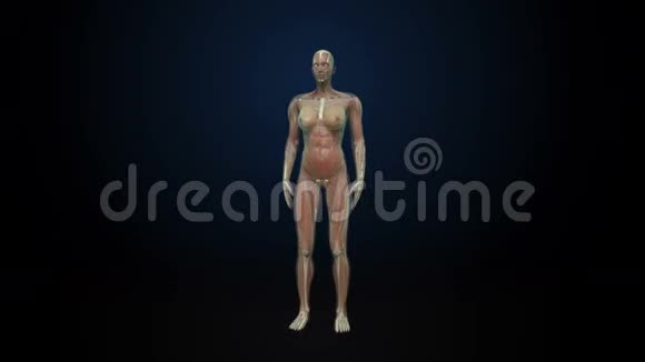 旋转女性人体肌肉血液系统蓝色X光视频的预览图