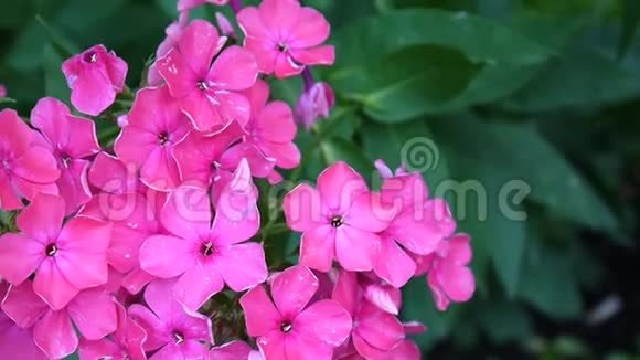 美丽的粉红色花序特写高清摄像机视频的预览图