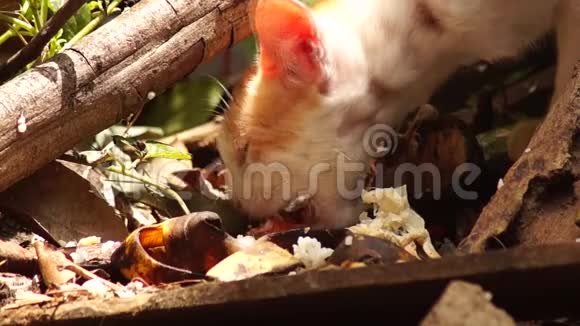 流浪猫在后院捡拾遗留下来的食物视频的预览图