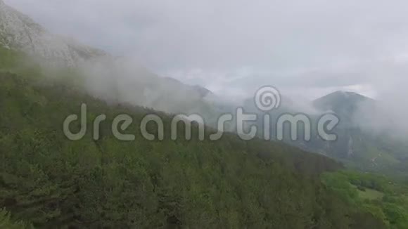 高山松林的鸟瞰图视频的预览图