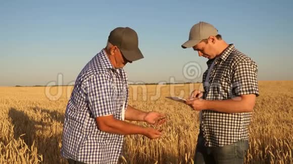 商人和农民与平板电脑作为一个团队在实地工作农学家和农民正把一粒小麦放在视频的预览图