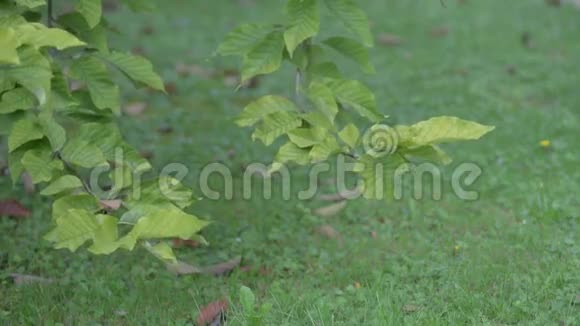 枝带绿叶视频的预览图