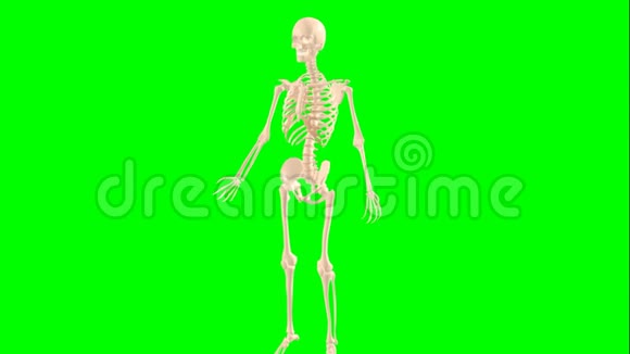 男性骨骼旋转和扫描视频的预览图