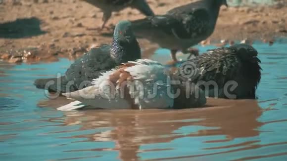 城市鸽子在运动沐浴在生活方式的水坑雨后鸽子在水坑里洗澡夏天慢视频的预览图