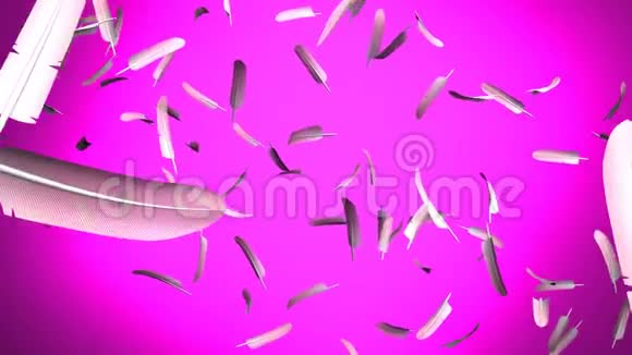 粉红色背景上的粉红色羽毛视频的预览图