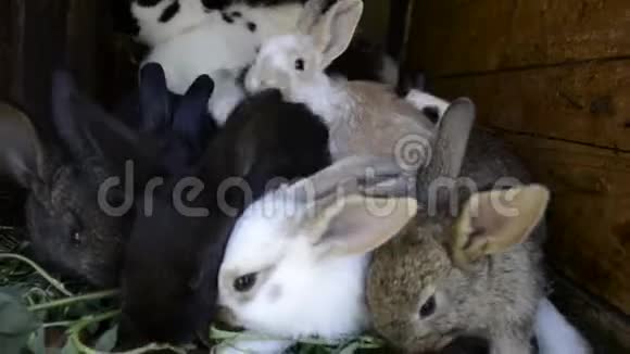 许多小可爱的兔子在棚子里一群五颜六色的小兔子一家人在谷仓院子里觅食复活节象征视频的预览图