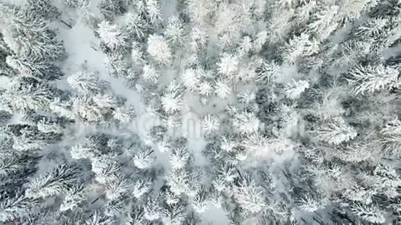 冬季森林空中观景景观视频的预览图