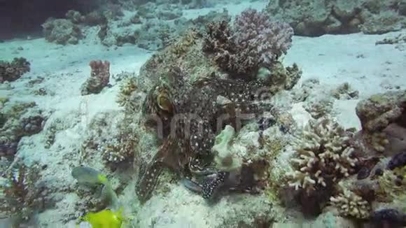 珊瑚礁上的红章鱼和黄鞍山羊视频的预览图