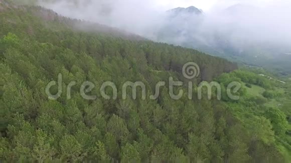 高山松林的鸟瞰图视频的预览图