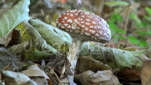 枯萎的蘑菇南美毒菌视频的预览图