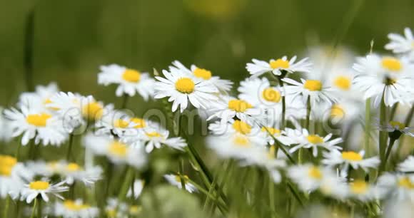 春天的白色小雏菊花视频的预览图