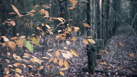树上的秋叶视频的预览图