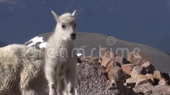 高山山山羊视频的预览图