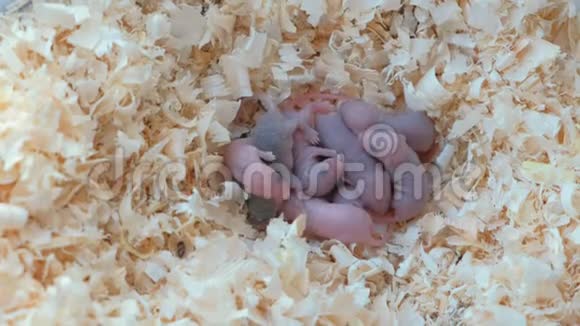 新生的小老鼠在巢里瞎了视频的预览图