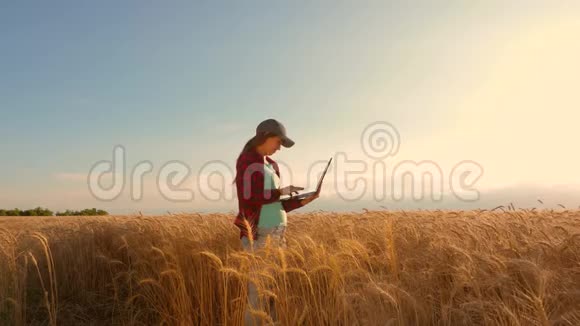 农家女孩在麦田里用一块石板工作计划种一种粮食农业概念女农学家研究视频的预览图