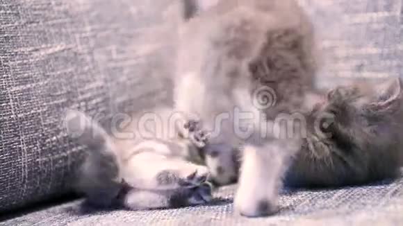 可爱的小猫宝宝视频的预览图
