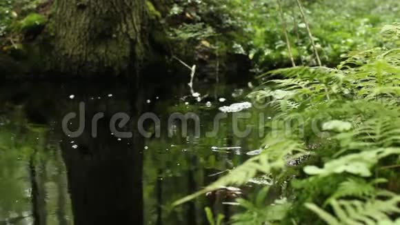 绿色的水视频的预览图