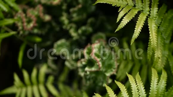 大戟嵴常绿沙漠植物栽培作为园林观赏肉质背景自然模式视频的预览图