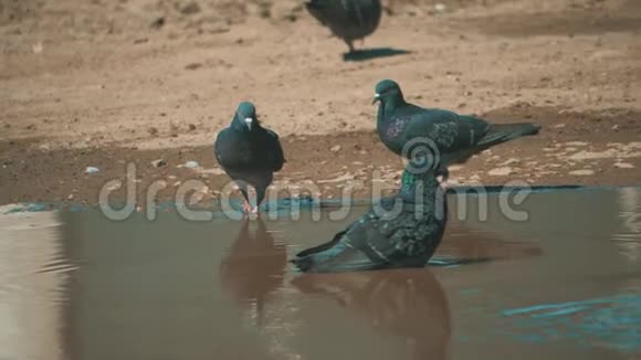 都市鸽子在运动雨后沐浴在水坑里鸽子在水中的水坑里洗澡夏天慢动作视频的预览图