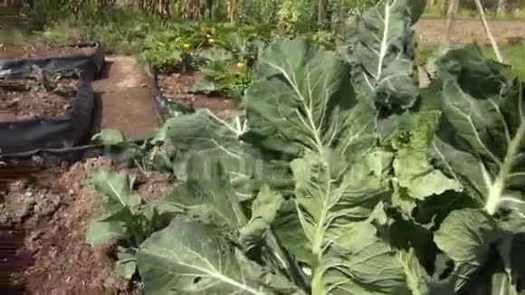 蔬菜园食品作物视频的预览图