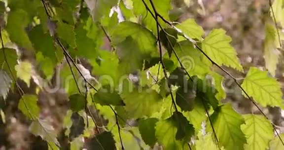 树枝上的桦树叶在风中移动视频的预览图