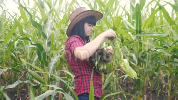 智慧生态收割农业耕作理念农民女孩生活方式植物研究员收割玉米芯视频的预览图