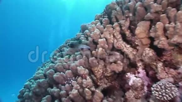 在红海的背景海景上的珊瑚视频的预览图