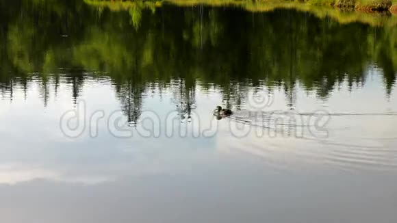 黎明秋湖神秘森林中有小鸭子镜面水位中间有小树视频的预览图