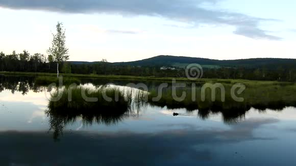 黎明秋湖神秘森林中有小鸭子镜面水位中间有小树视频的预览图