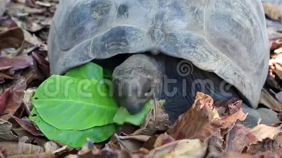 奥达布拉巨龟吃树叶视频的预览图