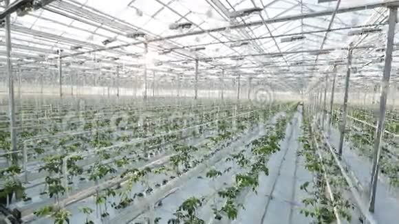 一个大温室很多长排的植物视频的预览图