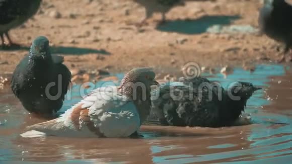 城市鸽子在运动沐浴在水坑后的生活方式雨鸽子在水坑里洗澡夏天慢视频的预览图
