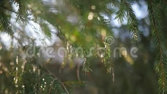 杉树枝在美丽的太阳上缓慢移动视频的预览图