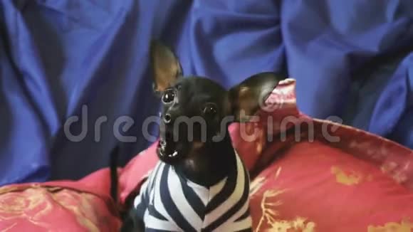 狗狗玩具猎犬在镜头上吠叫和姿势视频的预览图