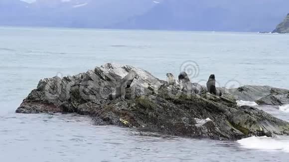 南极毛皮海豹在岩石上视频的预览图