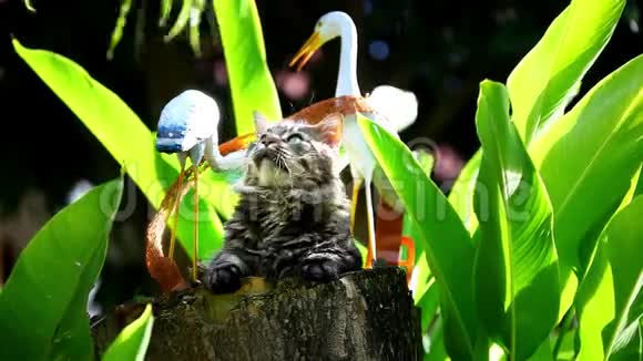 坐在树桩上嬉戏的猫视频的预览图