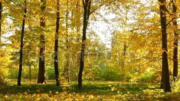 秋天的树叶飘落视频的预览图