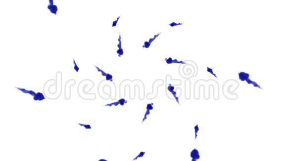 头顶拍摄的孤立的蓝色墨水在白色上形成一个圆圈蓝色水在水中旋转并缓慢移动使用视频的预览图