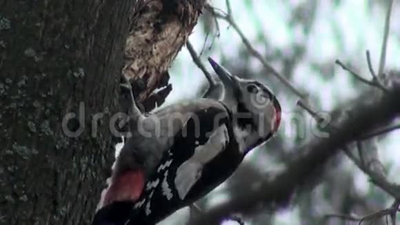 冬天啄木鸟在树上视频的预览图