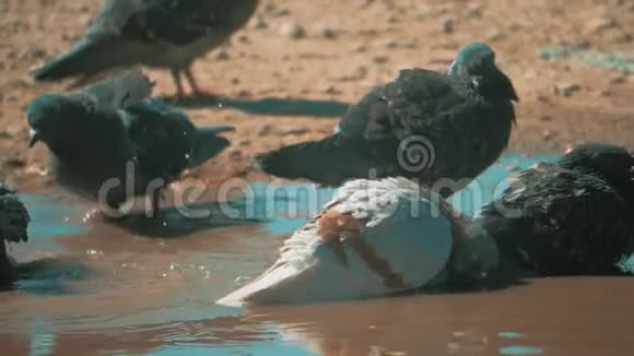 都市鸽子在运动沐浴在水坑雨后的生活方式鸽子在水坑里洗澡夏天慢视频的预览图