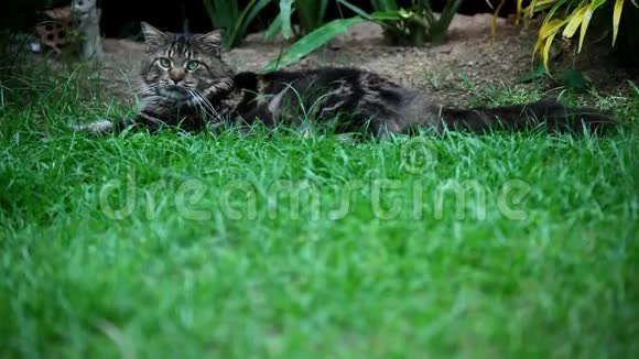 缅因州猫躺在草地上玩耍视频的预览图