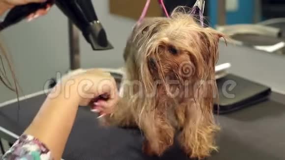 女洗手理发师约克郡狗狗在沙龙的桌子上视频的预览图