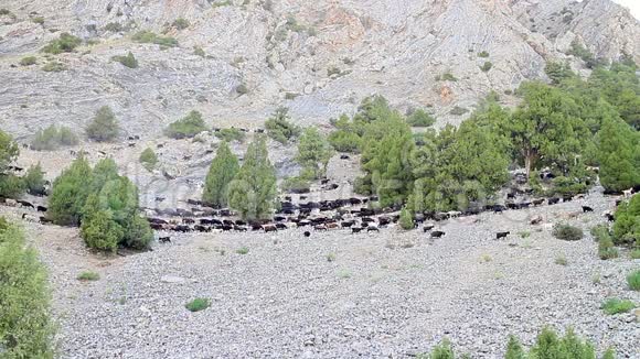 山谷里的羊帕米尔塔吉克斯坦视频的预览图