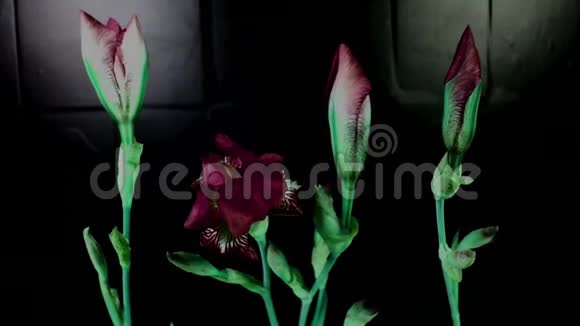生长的粉红色花朵的时间流逝视频的预览图