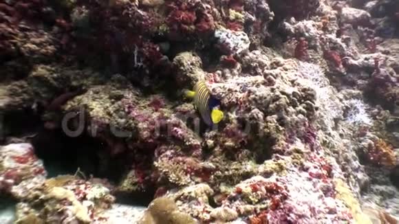 马尔代夫水下蝴蝶鱼海洋天然水族馆视频的预览图